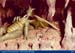 Dragon_Den-04