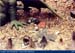 Dragon_Den-05