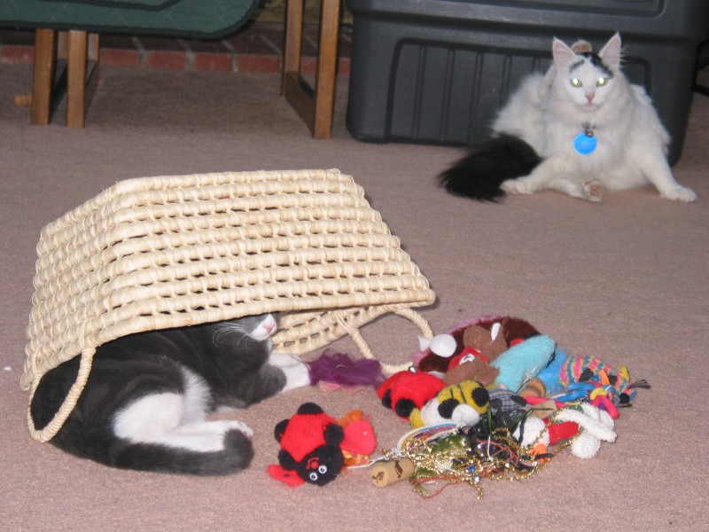 This image has been resized
