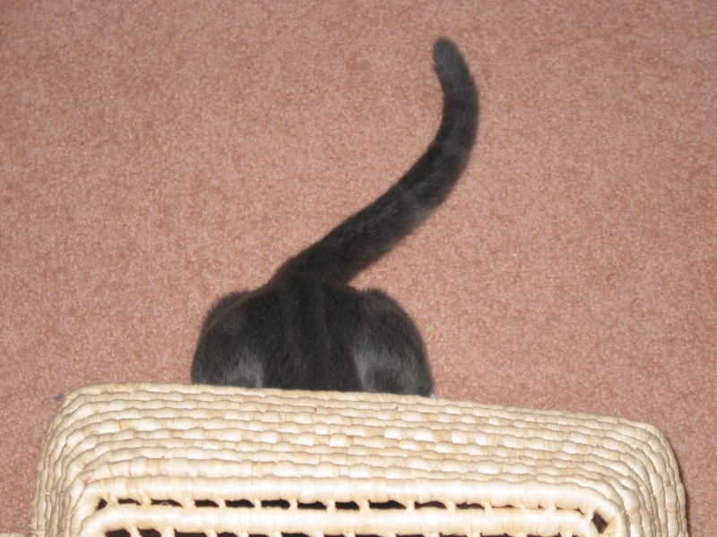 This image has been resized