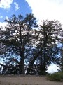 Photograph of the Alpine Pond Trail area at 
Cedar Breaks