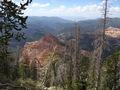 Photograph of the Alpine Pond Trail area at 
Cedar Breaks